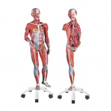  3/4 LIFE-SIZE FEMALE MUSCLE MODEL ON A METAL STAND WITHOUT INTERNAL ORGANS, 23-PART
