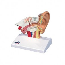 3B SMART ANATOMY HUMAN EAR MODEL FOR DESKTOP