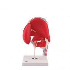 3B SMART ANATOMY HUMAN HIP JOINT MODEL WITH REMOVABLE MUSCLES