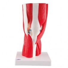 3B SMART ANATOMY HUMAN KNEE JOINT MODEL WITH REMOVABLE MUSCLES