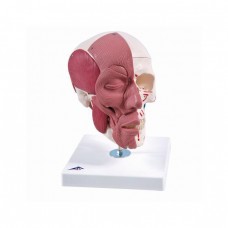 3B SMART ANATOMY HUMAN SKULL WITH FACIAL MUSCLES