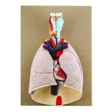ADVANCED HEART AND LUNG MODEL, 7 PARTS