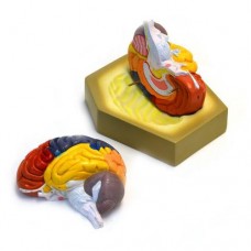 COLORED HUMAN BRAIN MODEL – LIFE SIZE
