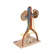  FREE-STANDING URINARY SYSTEM