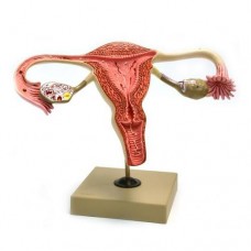 HUMAN FEMALE REPRODUCTIVE SYSTEM