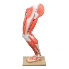 HUMAN MUSCULAR LEG MODEL NUMBERED WITH STAND