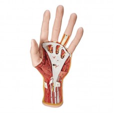 INTERNAL HAND STRUCTURE MODEL, 3 PART