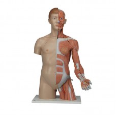  LIFE-SIZE DUAL SEX TORSO WITH MUSCLE ARM