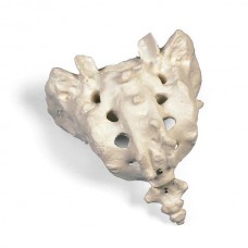 SACRUM AND COCCYX